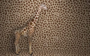 Giraffe vor Felltapete, Bedeutung: ich will gesehen werden, genau hinschauen